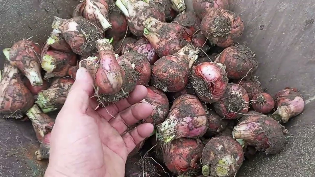 (354) Zbiór( dzikiej cebuli )  cebuli egipskiej sadzonej z dymki  - efekty końcowe 😅😍👍🌿