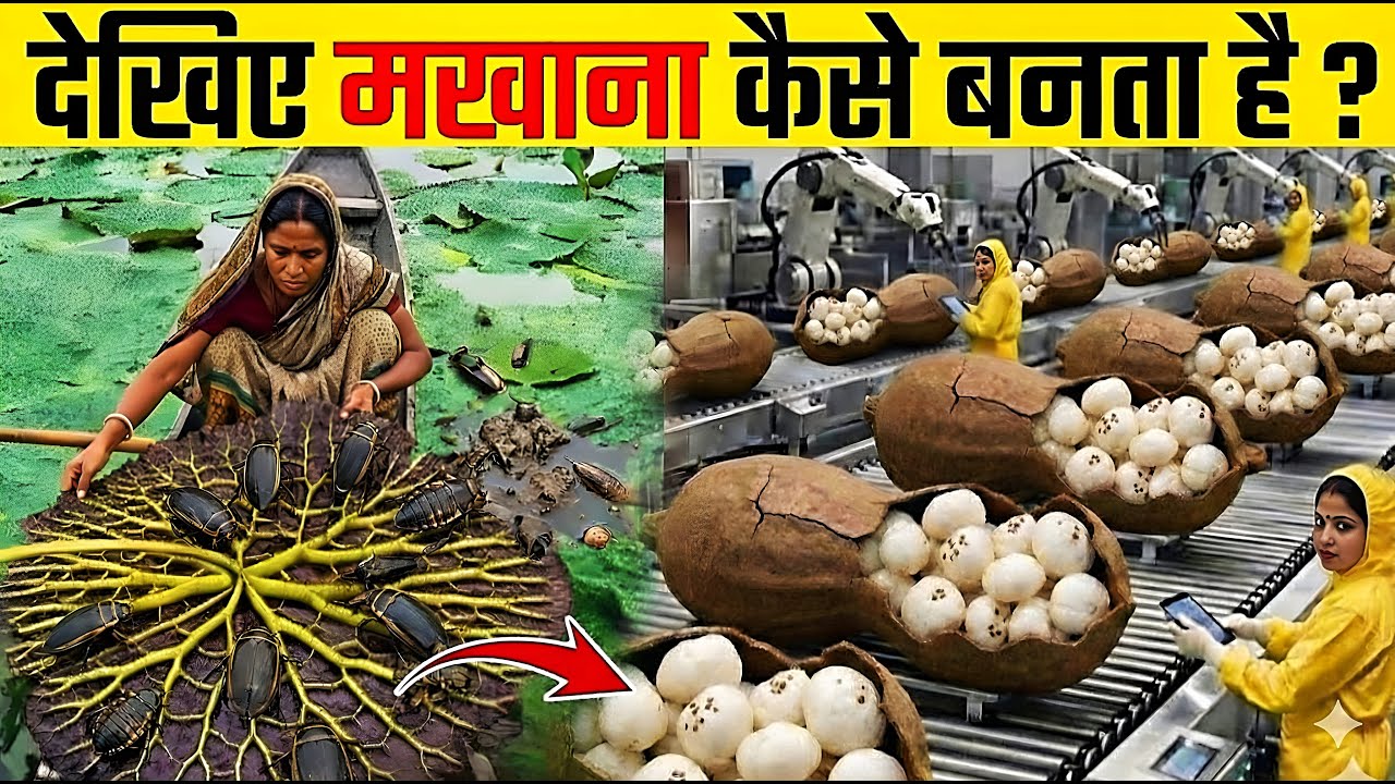 फैक्ट्री में मखाना कैसे बनता है ? | Makhana Kaise Banta Hai | How Makhana Is Made In Factory