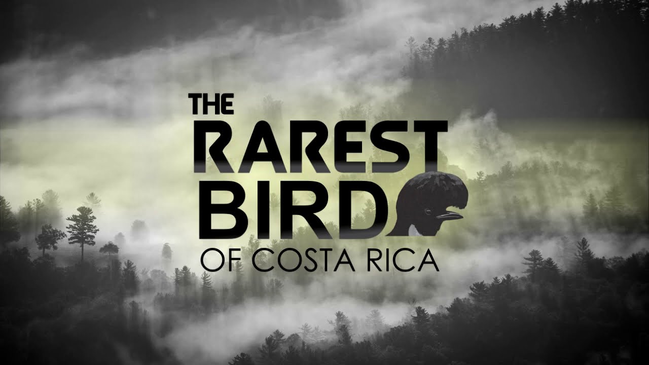 The Rarest Bird of Costa Rica