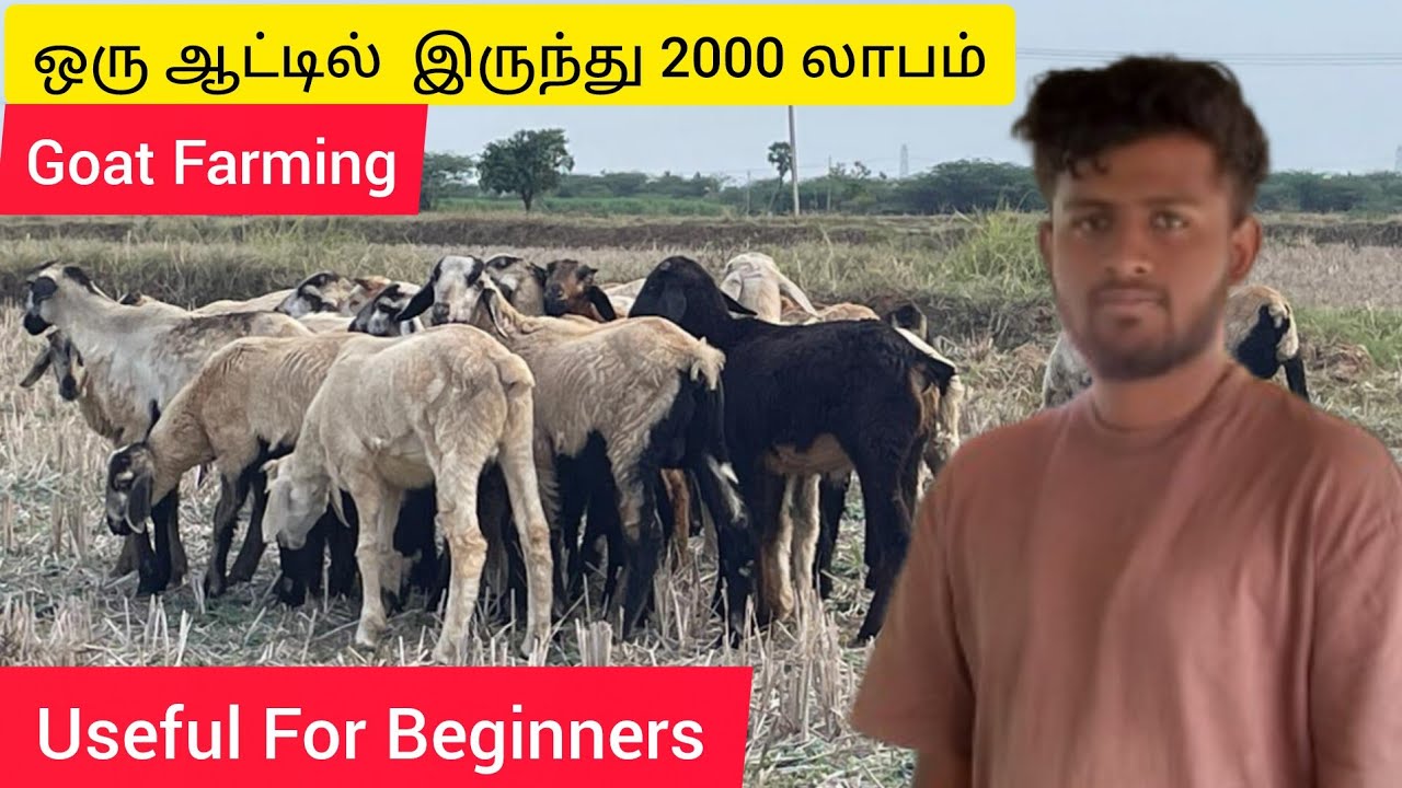🤩கொட்டகை முறையில்🐐 செம்மரி ஆடு வளர்ப்பு💯| Goat Farming in coimbatore