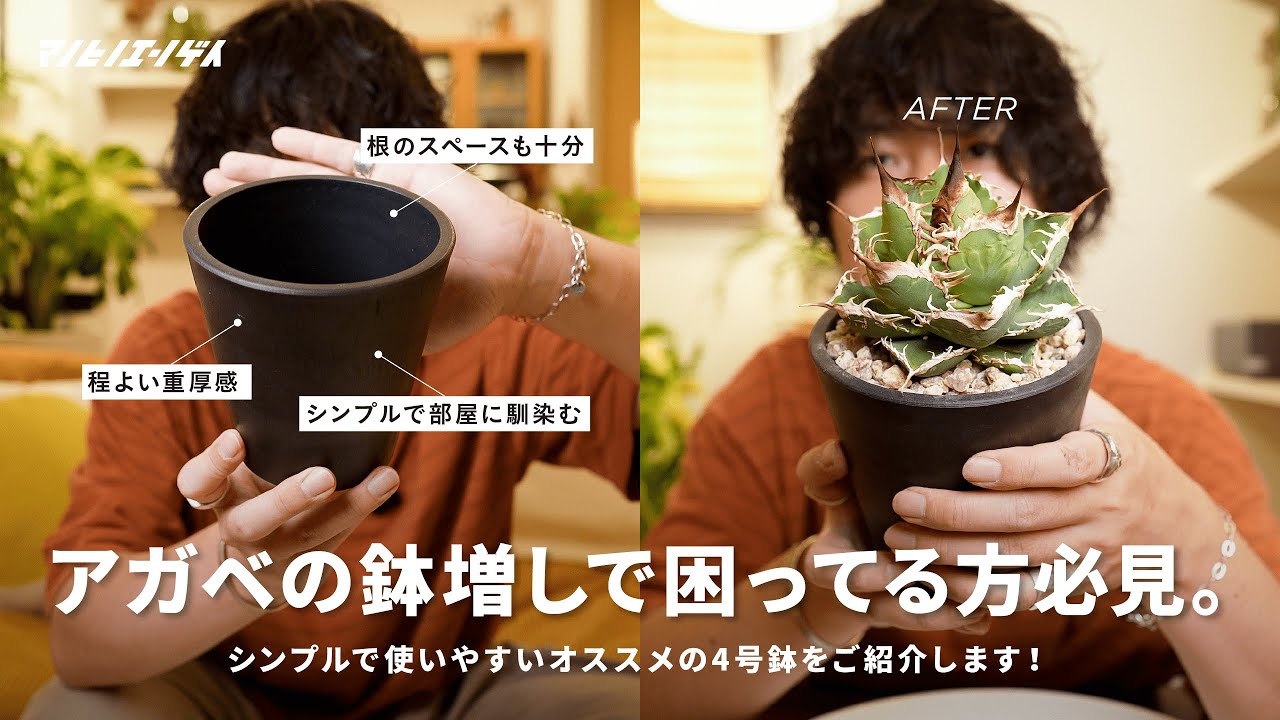 アガベの鉢増しでお困りの方必見！最適な鉢見つけちゃいました｜agave｜チタノタ｜実生