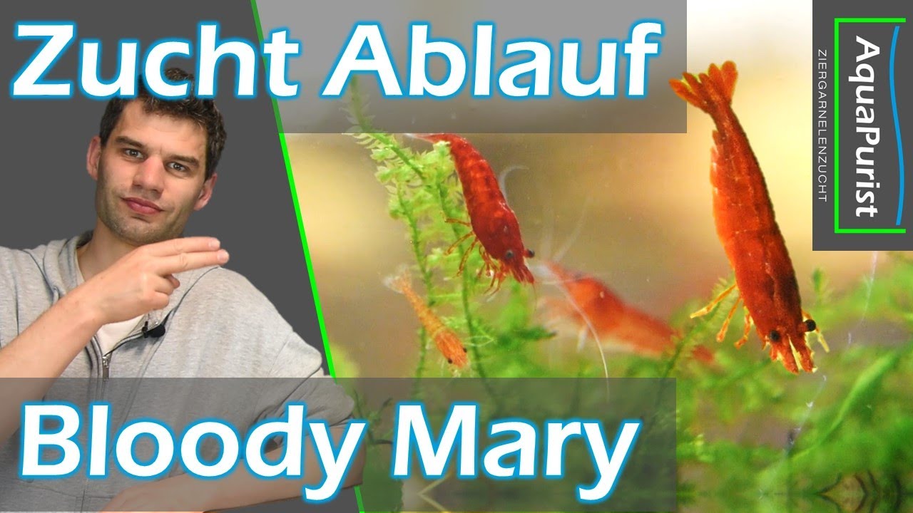 Bloody Mary - Wie läuft bei uns die Zucht ab? Welche Becken Zyklen gibt es?