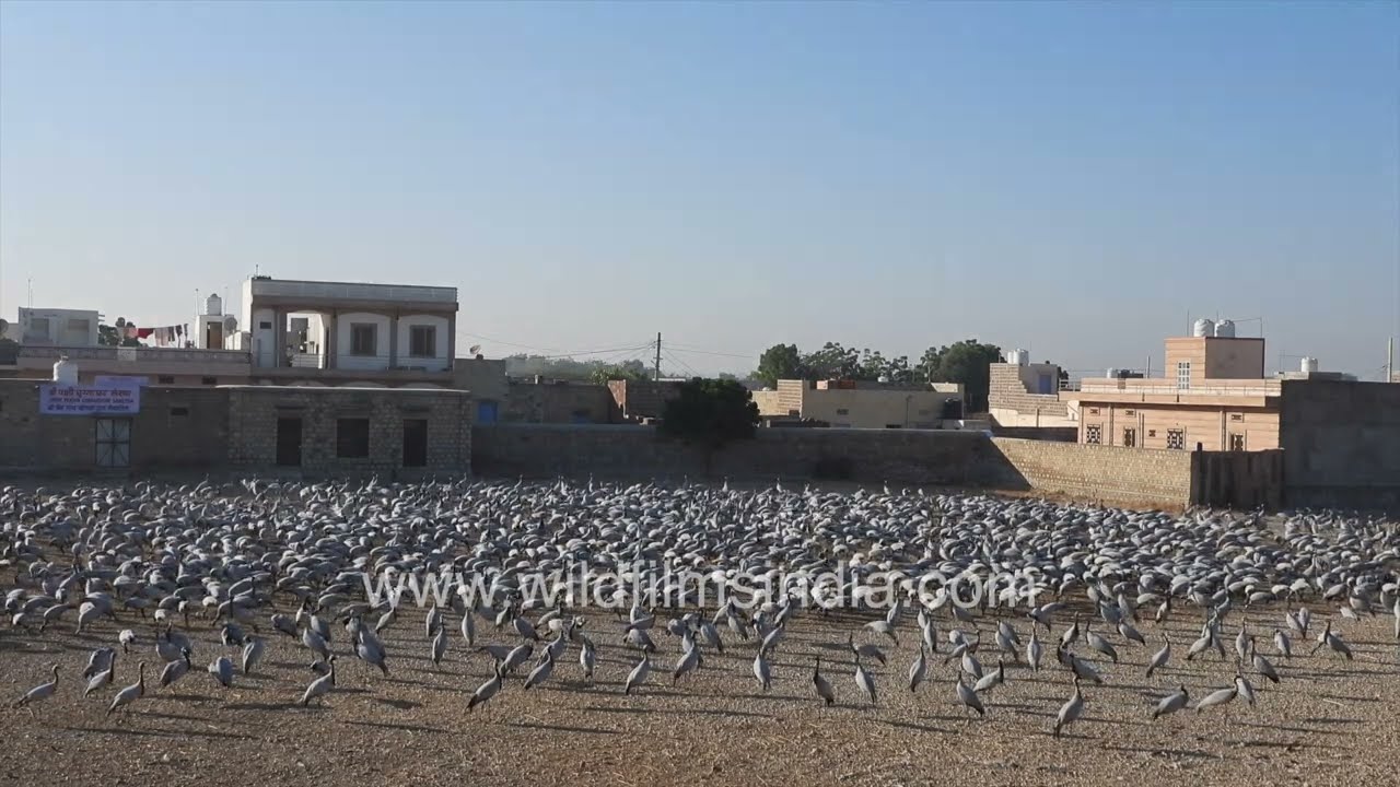 The sound of winter migration rises over Khichan&rsquo;s crane feeding grounds