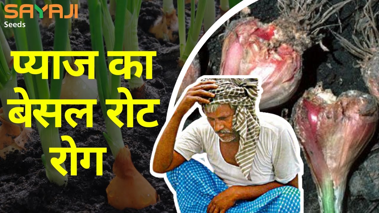 प्याज व लहसुन का आधारीय विगलन (बेसल रॉट) रोग एवं प्रबंधन | Basal rot management in #Garlic & #Onion