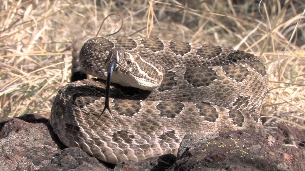 Prairie Rattlesnake