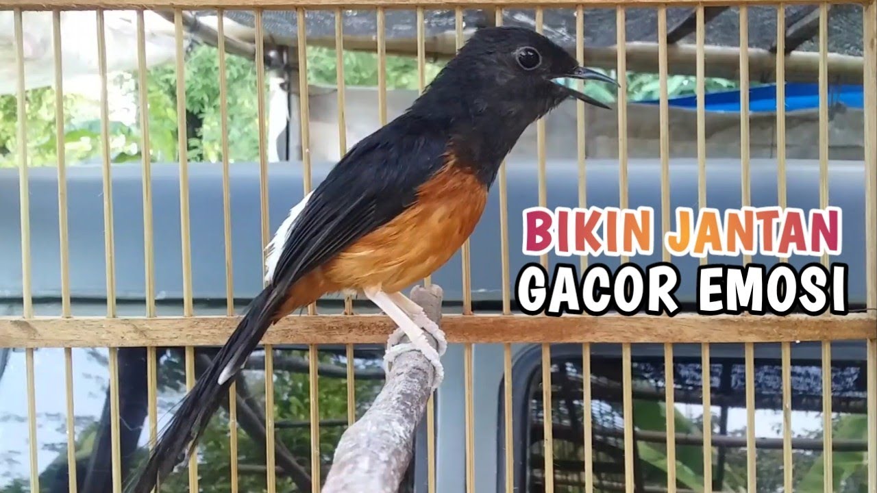 AMPUH❗Murai Batu Betina Memanggil Jantan | TERAPI MURAI Kurang Gacor TERAMPUH !!