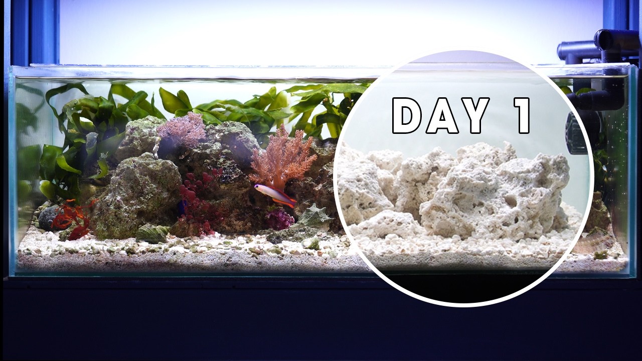 MACRO ALGAE TANK UPDATE | EP 2