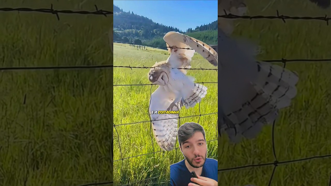 Essa Coruja Precisava de Ajuda e Ent&atilde;o...🦉