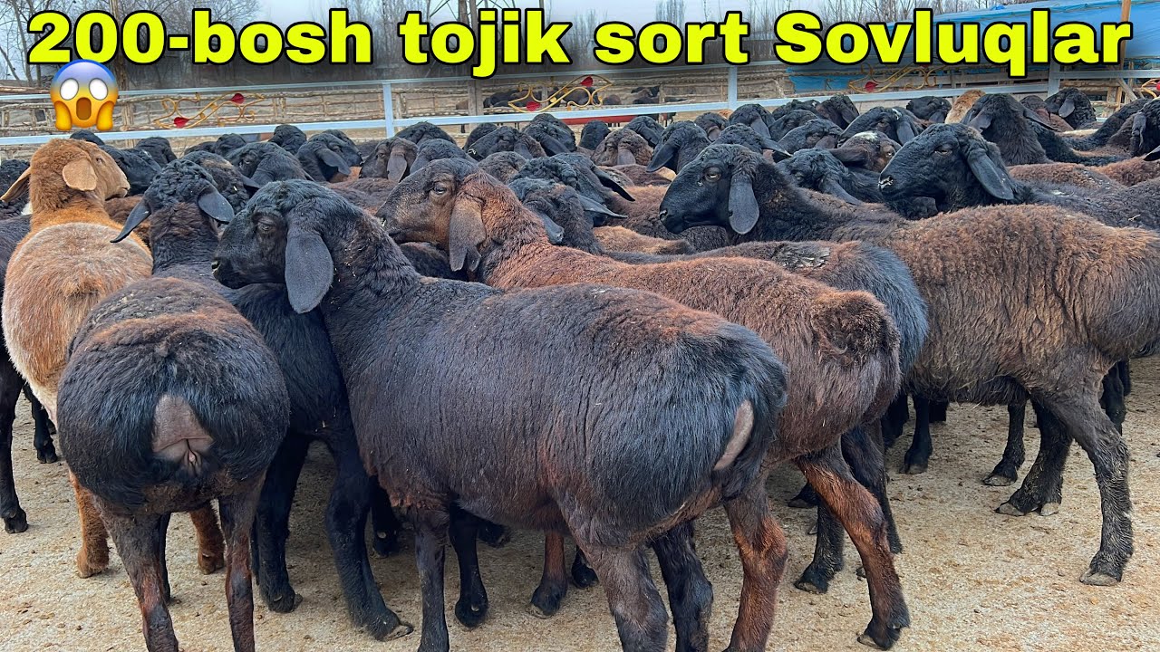 😱200 BOSH TOJIK SORT XISORI BOG‘OZ SOVLUQLAR! NARX SHOK 🔥