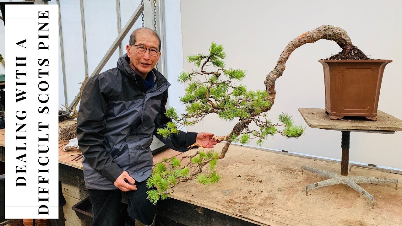 How to Deal with Difficult Scots Pine