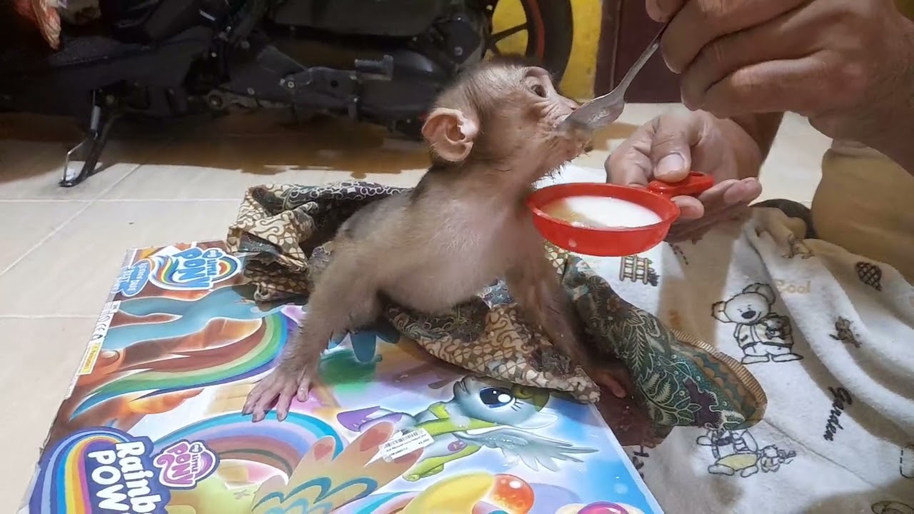 Anak monyet cute caca mau tidur makan bubur dulu