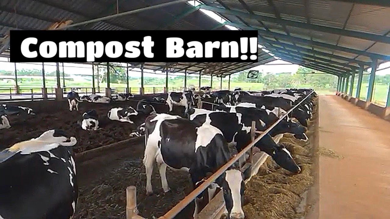 COMPOST BARN E SALA DE ORDENHA, NA MINHA OPINIÃO UM DOS MELHORES PROJETOS!!