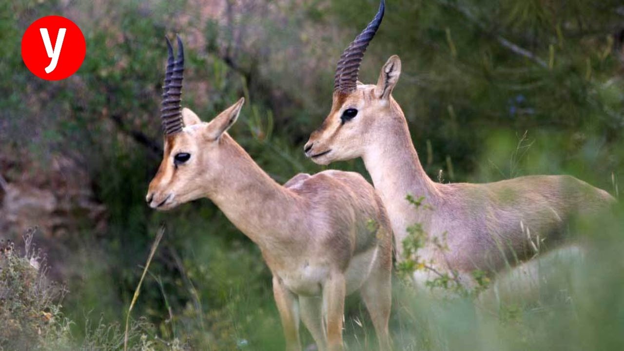 העולם המופלא של חיות הבר שליד מודיעין