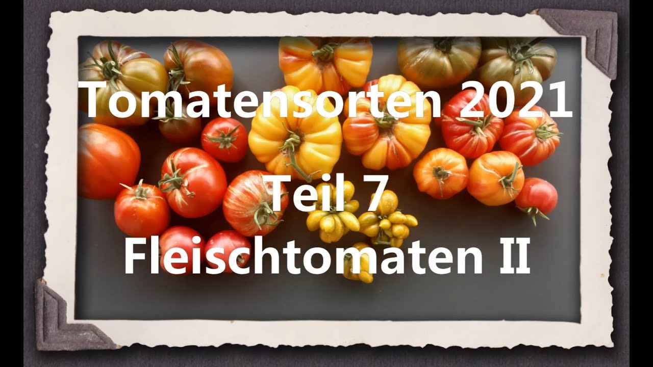 Tomatensorten 2021 Teil 7 - Fleischtomaten II