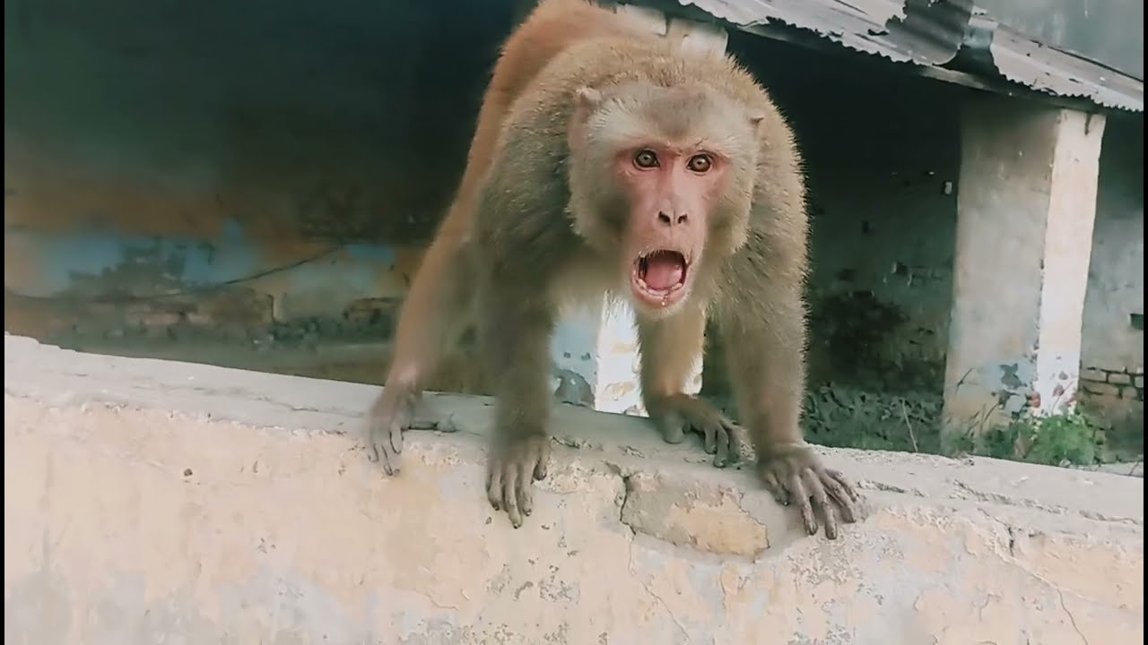 जय बजरंग बली महाराज 🐒😂🌴 #monkey #monkeyvideo #funny #blog 