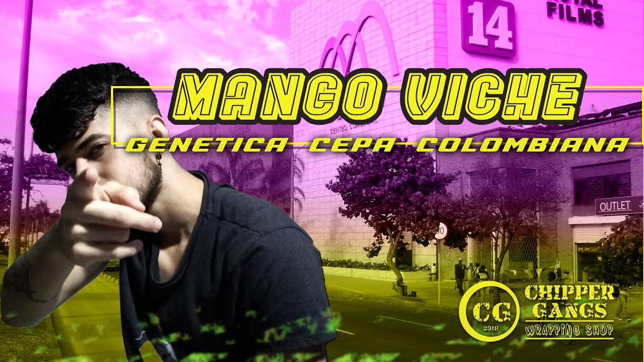 Gen&eacute;tica mango viche, calidad colombiana, cannabis indica sativa