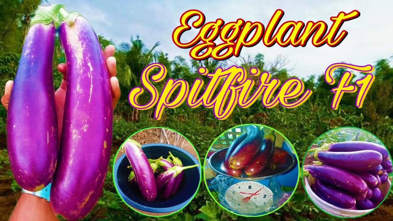 Eggplant Spitfire F1
