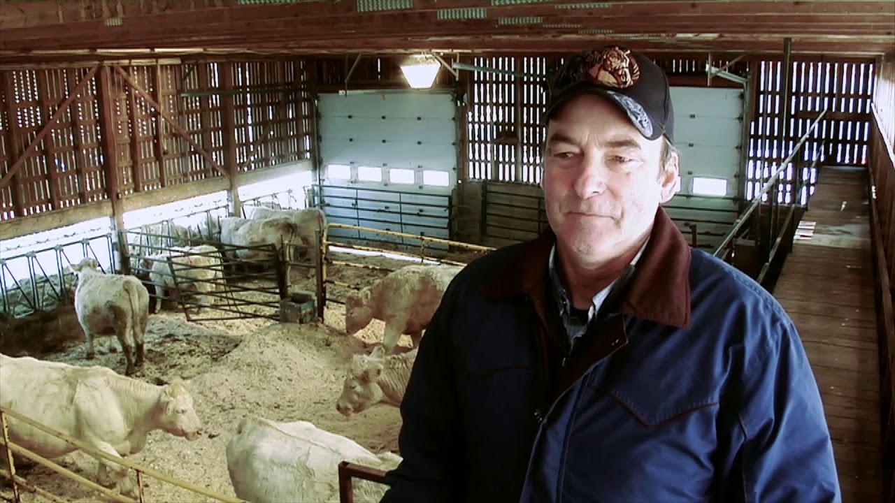 Production de veaux d'embouche - Ferme Réjean Pontbriand