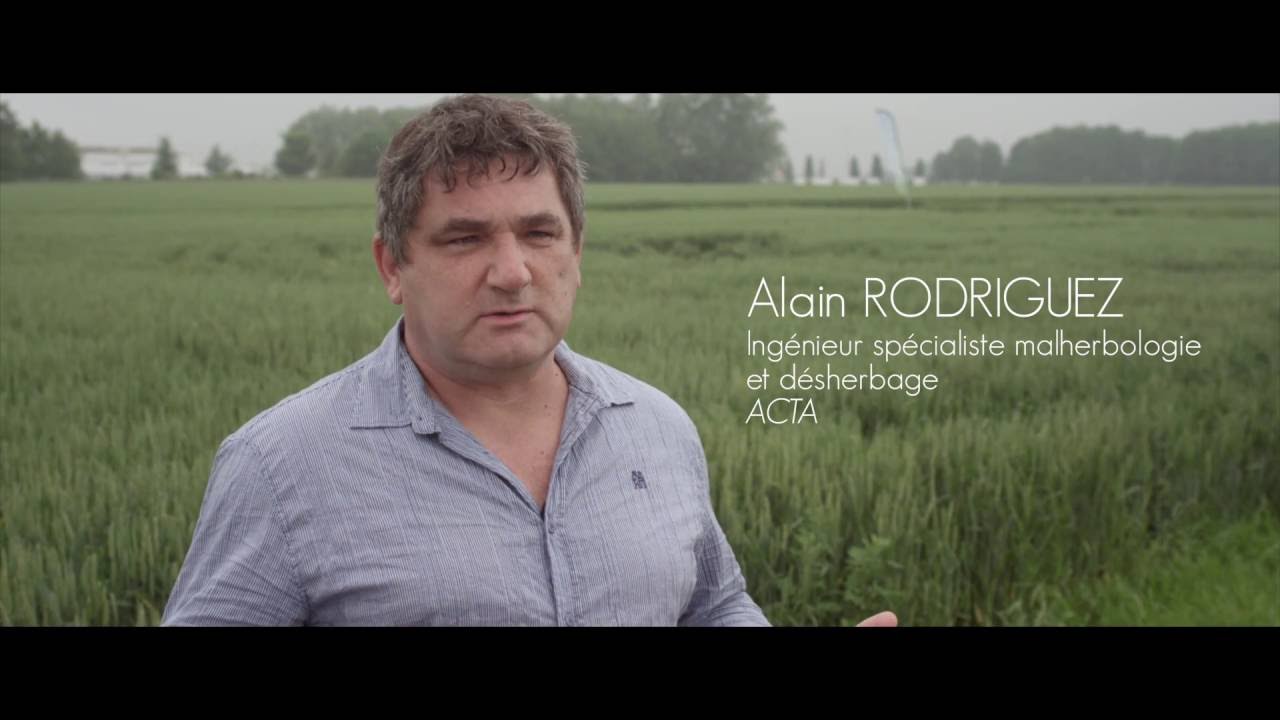 Le traitement herbicide c&eacute;r&eacute;ales d'automne