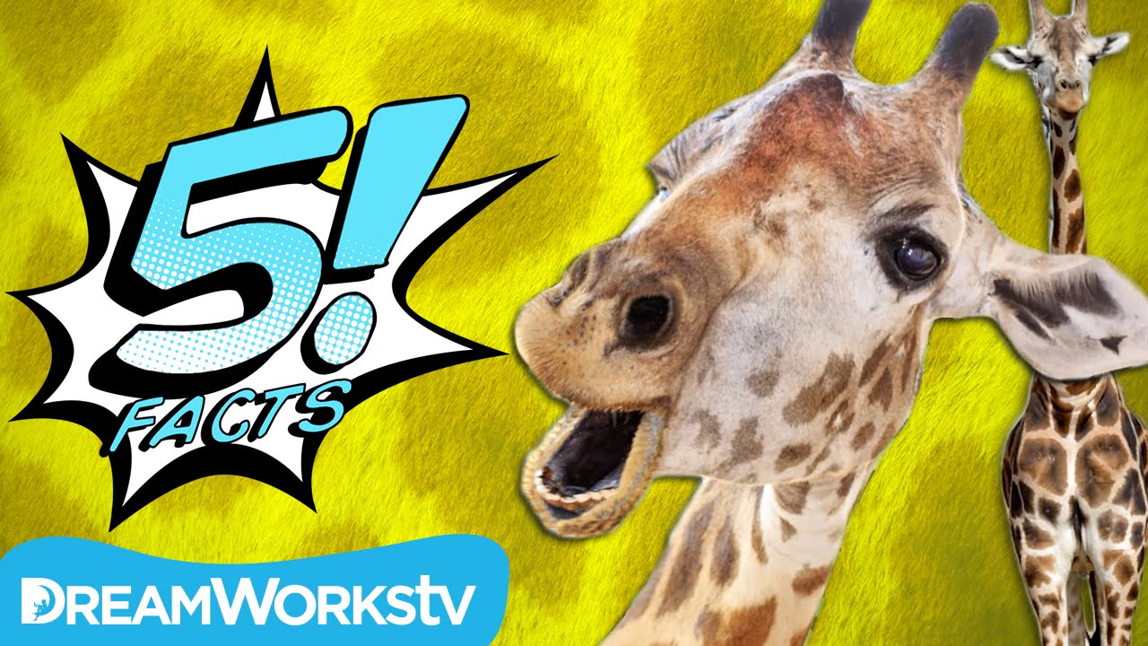 5 Tall Facts About GIRAFFES | 5 FACTS