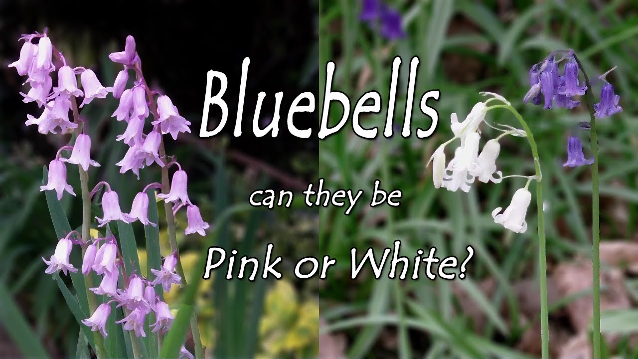 Can bluebells be pink or white?