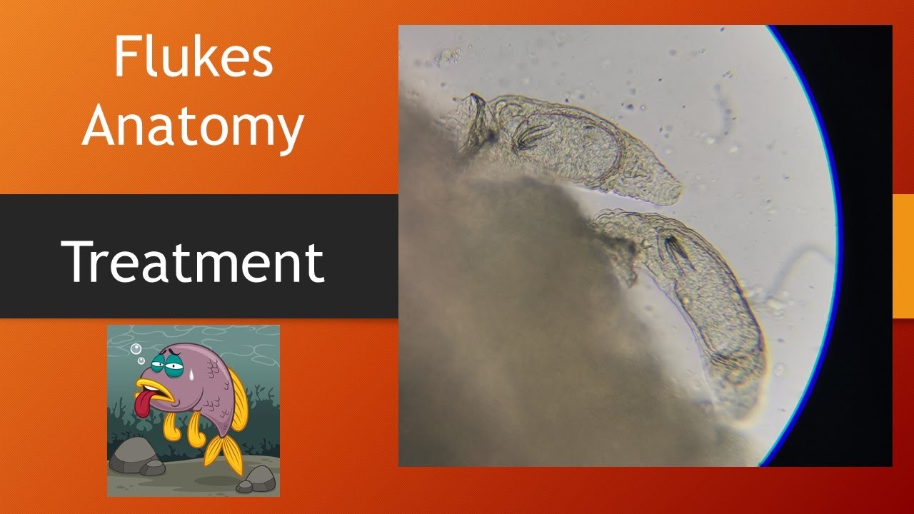 Skin flukes vs gill flukes - Praziquantel vs Flubendazole treatment  #Flukes