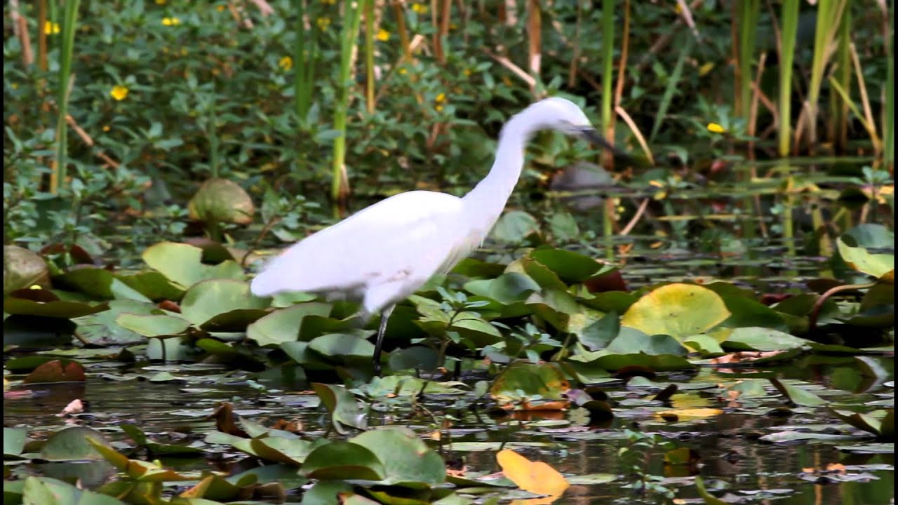Aigrette garzette