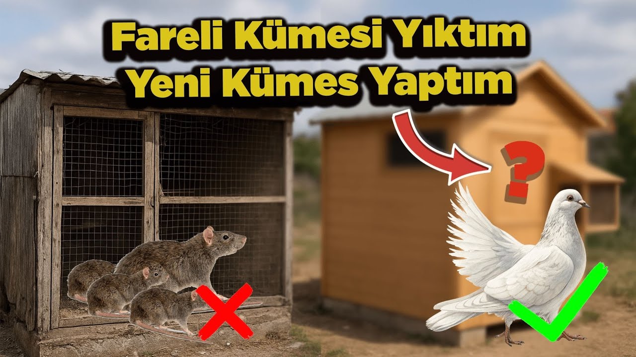 Fareli kümesi yıktım Yeni kümes yaptım 