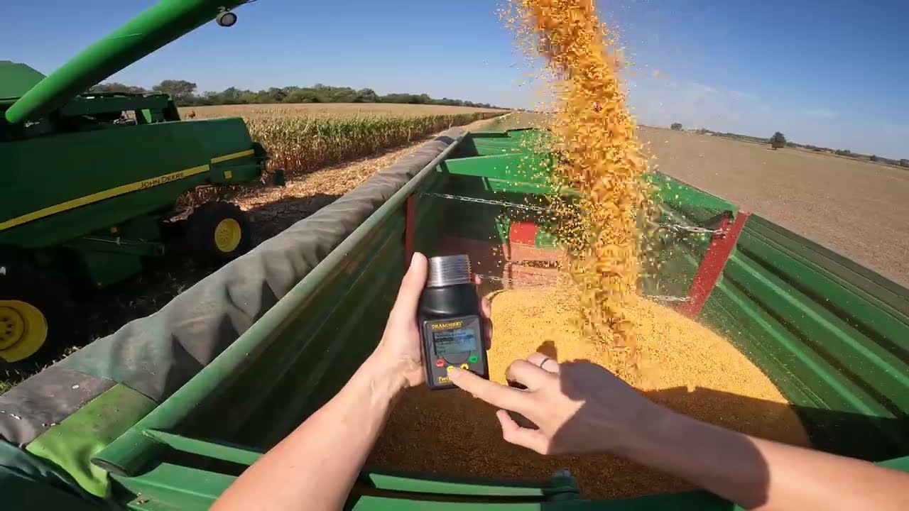 Pierwsza kukurydza na ziarno 2024 🌽🌽🌽 Zaczynamy kolejne żniwa