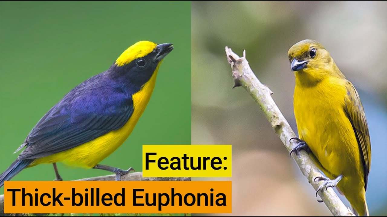 Birds Of The Panama Fruit Feeder: Thick-billed Euphonia – Dec 13, 2019