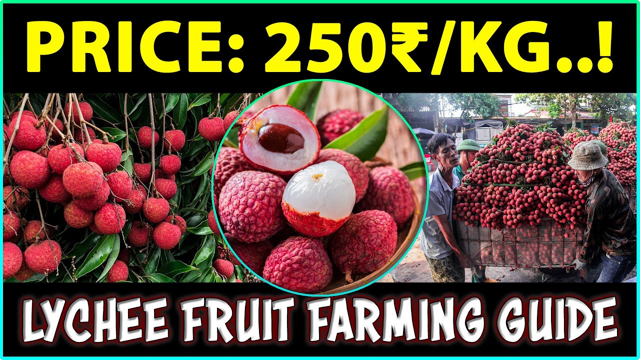 Lychee Fruit Farming | How to Grow Litchi Fruit Plant at Home