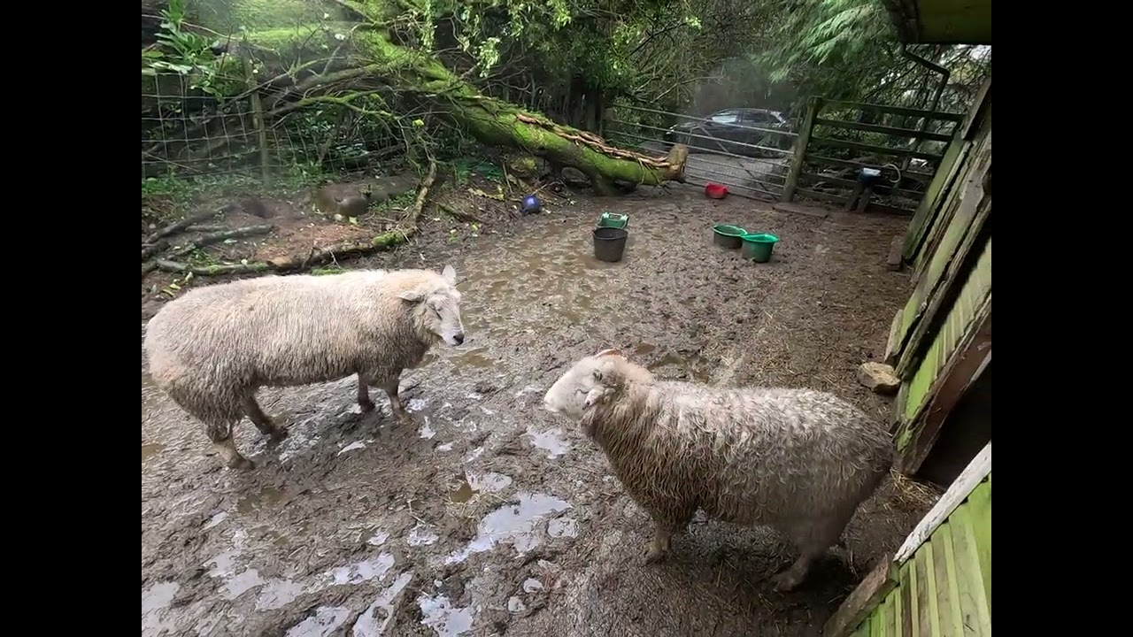 Morning Sheep Time. Void unending.