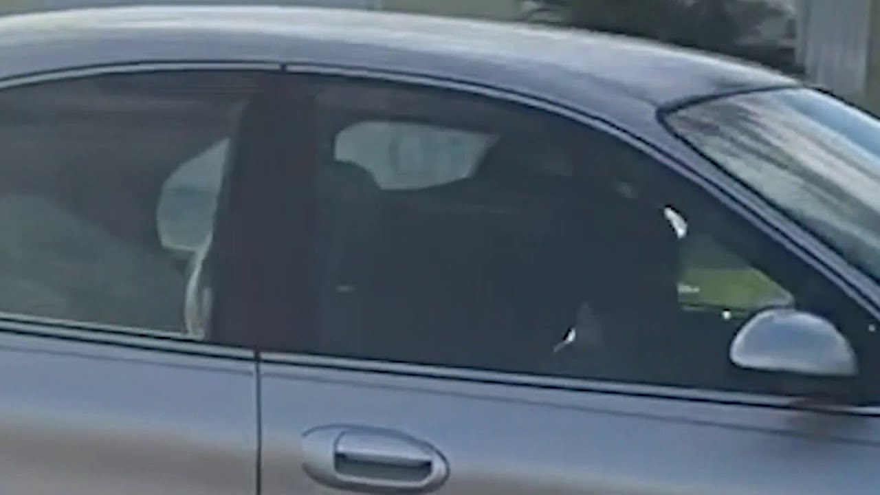 Dog days in Florida as pooch seen &lsquo;driving&rsquo; car