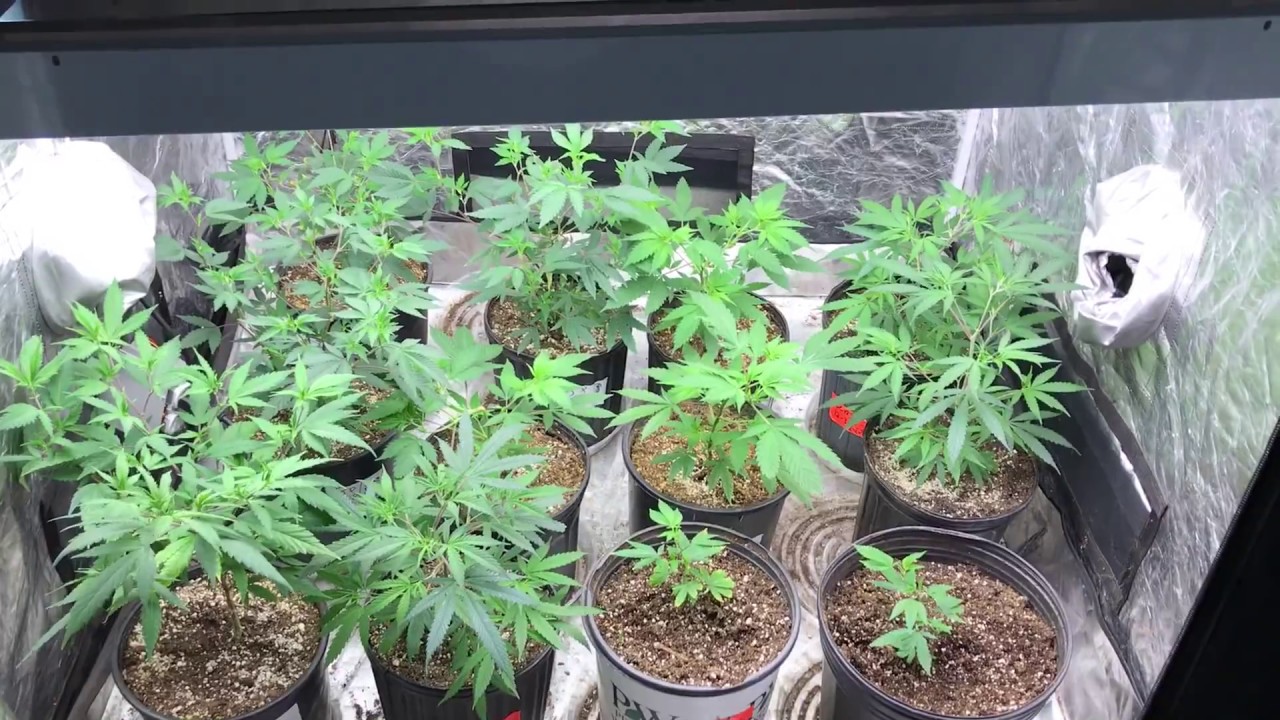 4x4 Veg Tent Update 5