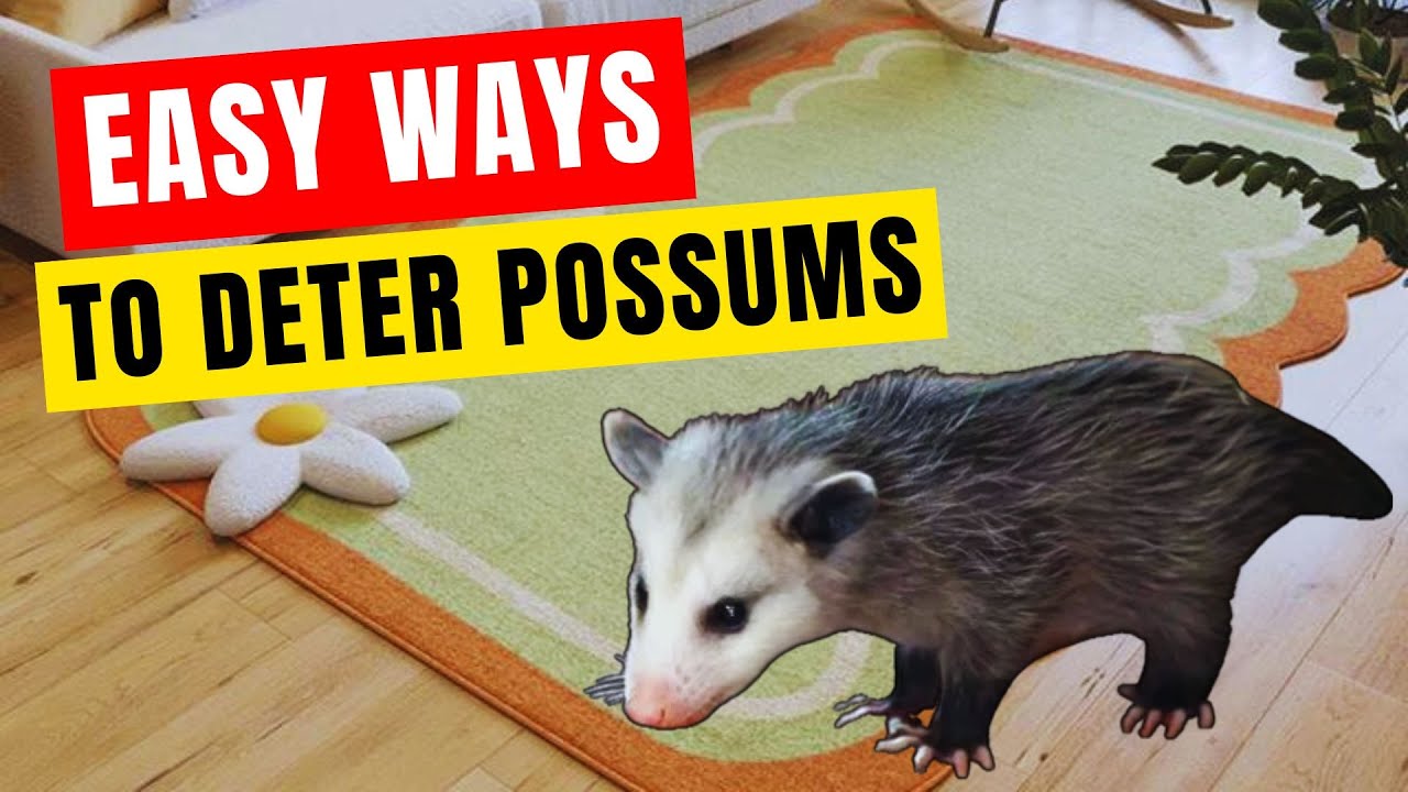 Effective Ways to Keep Possums Away from Your Home