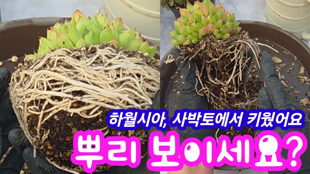 뿌리 좀 보세요! 하월시아도 사박토로 키웠어요! 진짜 너무 잘컸어요! 국민이 하월시아 군생이 예뻐요💕 하월시아도 물드는 요즘 하월시아 도전해보아요 ! #하월시아 #사박토