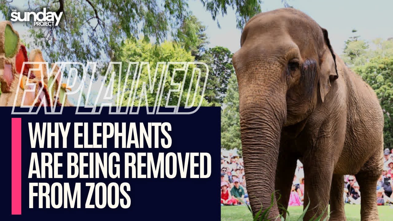 EXPLAINED: Why You May Not Be Able To See Elephants In Zoos For Much Longer Across The World