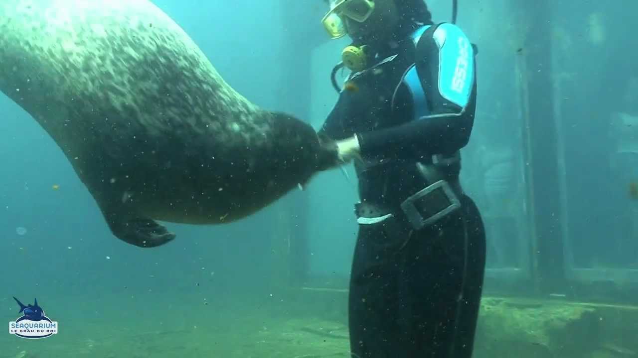 Les phoques du Seaquarium: Remarquables capacités.