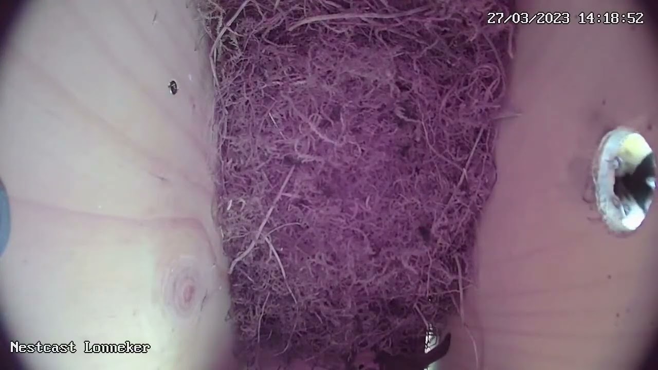 Koolmees vs Roodborst