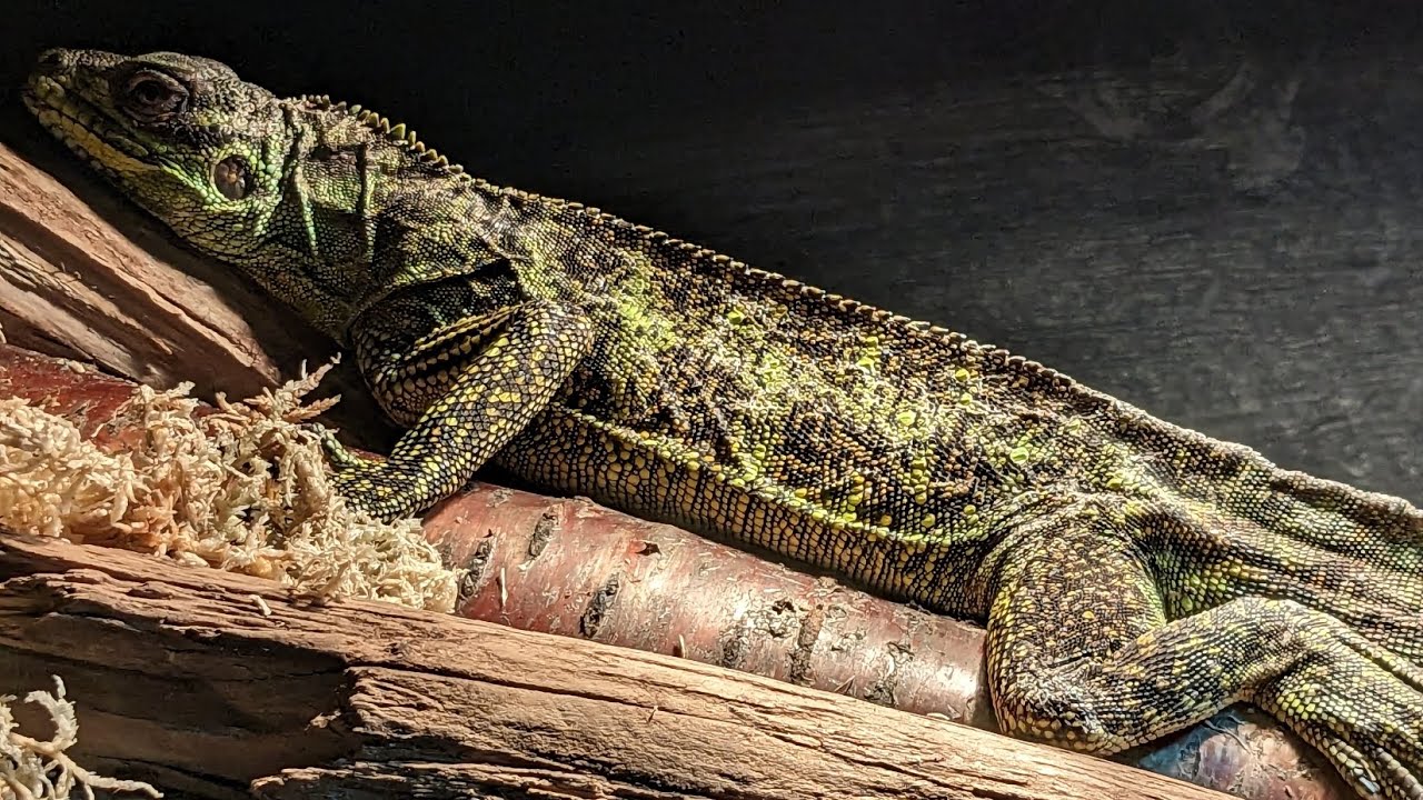 We Got a New Species of Sailfin Dragon!