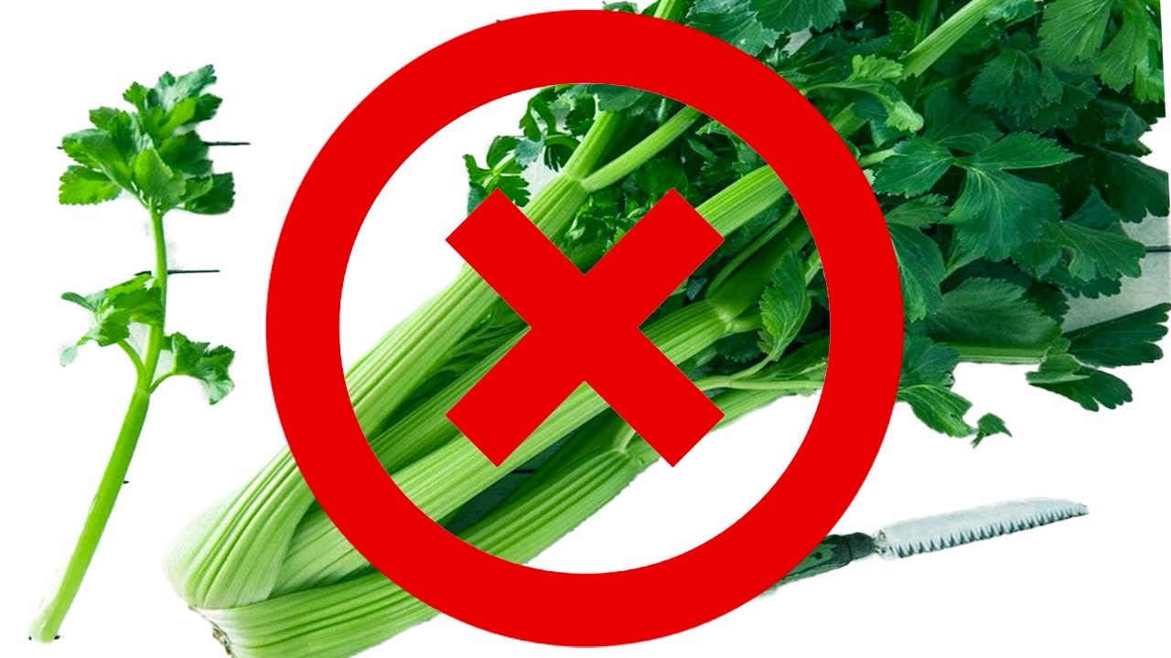 Ne CONSOMMEZ jamais de celeri si vous êtes dans l'une de ses conditions!