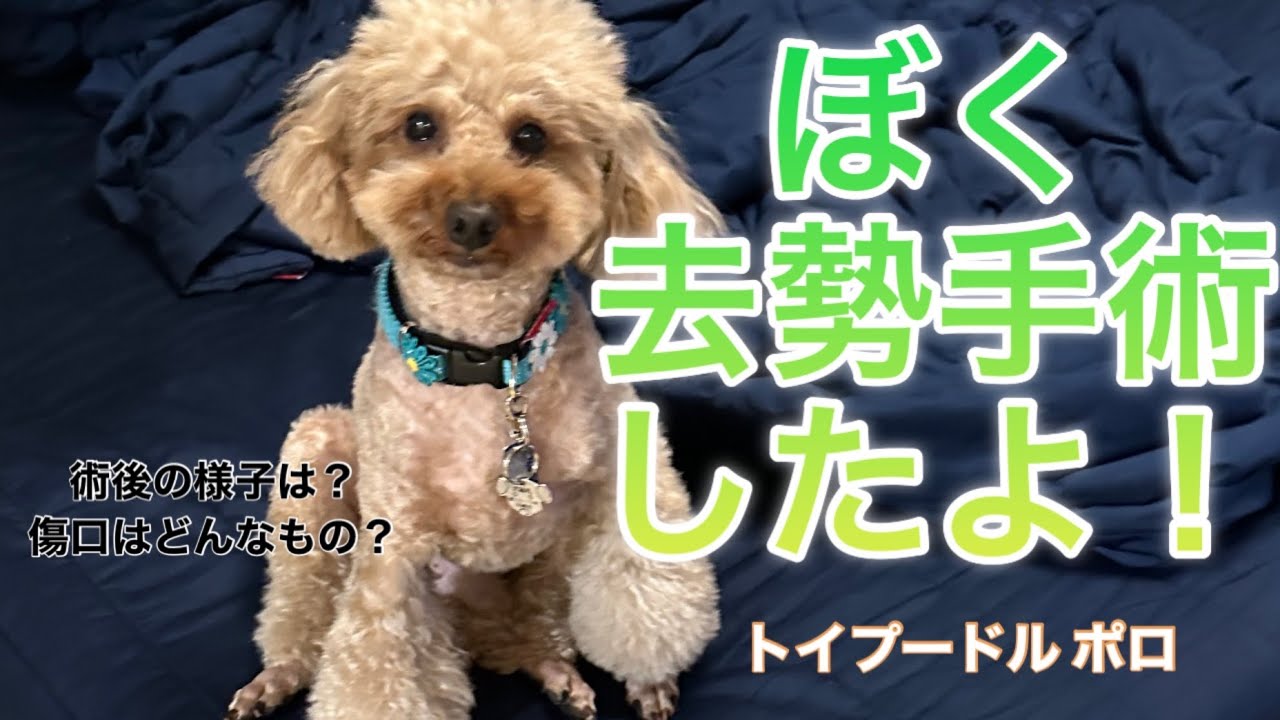 去勢手術頑張ったね！