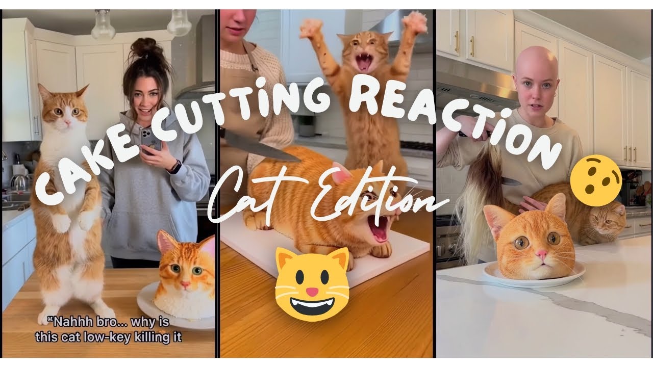 Cat Reactions to Cutting Cake 🎂 Funny Cat Edition 2026