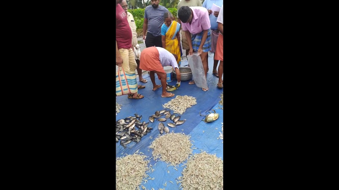 കണ്ടക്കടവ് റോട്ടിലെ മീൻ ലേലം വിളിച്ചു എടുക്കുന്ന എങ്ങനെ എന്ന് കാണാം #fish #pepole #water###