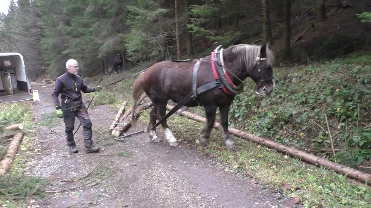 Work camp (soustředění) s koňmi