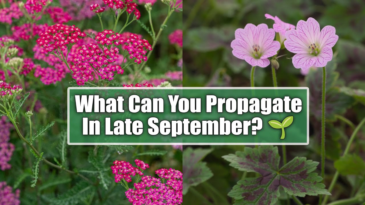 Perennials You Can Still Propagate in Late September