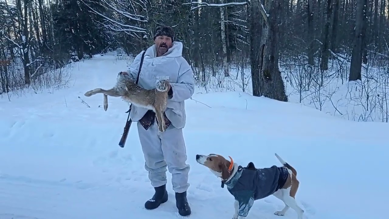 ОХОТА🦮🐰ЗАЯЦ ДОБЫТ ГОНЧЕЙ🌨️🌲🌳