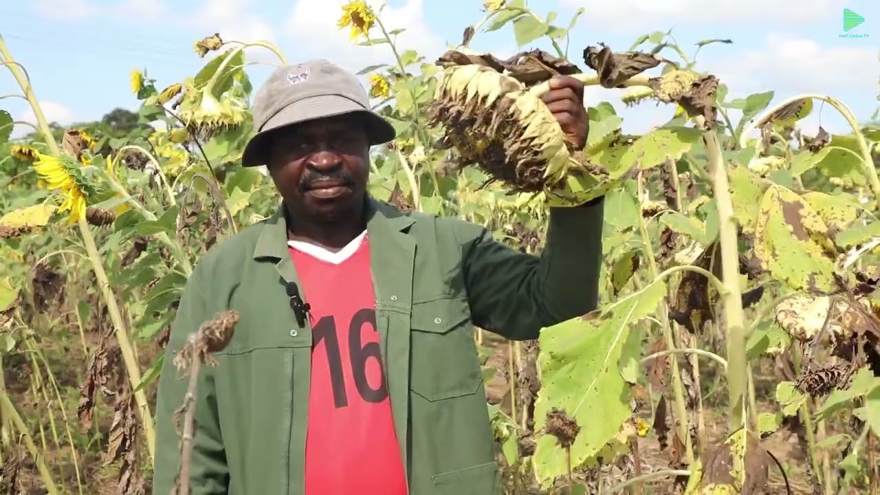 cathberty Mwaijage : Mkulima wa Mazao ya Alizeti Manispaa ya Kinondonj