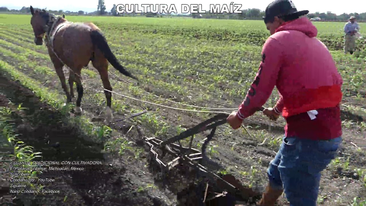 Es tiempo ya de escardar la milpa @cotidiano399