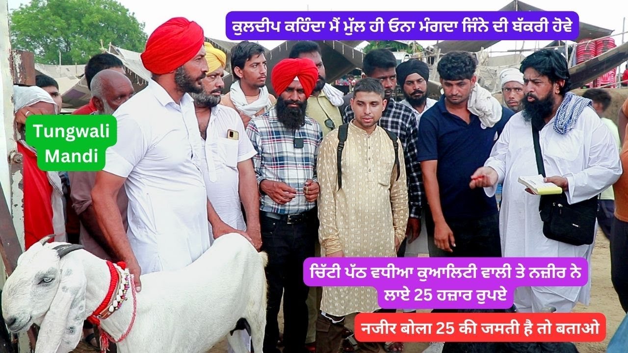 नज़ीर खान ने लगाया टौप की बकरियों पर मोल Iltilanatv (Tungwali mandi) #goat #iltilanatv